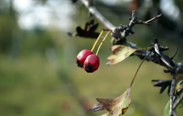Autumn, nature, berries, Bush