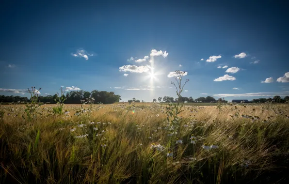 Picture wheat, field, the sky, the sun, clouds, trees, flowers, home