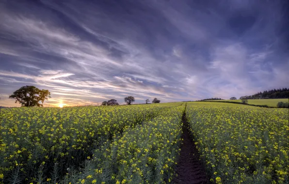 Field, summer, rape