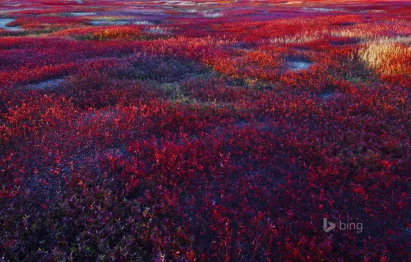 Picture field, plant, blueberries, USA, blueberries, Maine