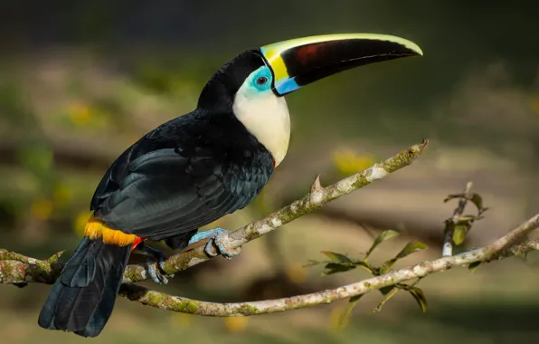 The dark background, bird, black, branch, Toucan
