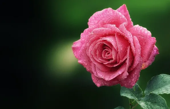 Picture rose, petals, Bud, Cali water