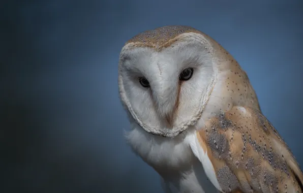 Picture background, owl, bird, The barn owl