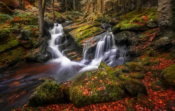 Autumn, forest, leaves, trees, stones, shore, foliage, bright