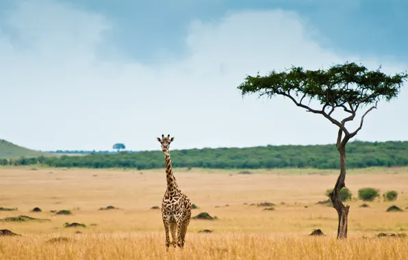 Picture giraffe, Savannah, Africa