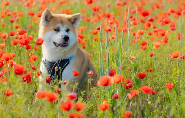 Flowers, Maki, dog, meadow, Akita inu