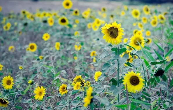 Field, leaves, sunflowers, flowers, background, widescreen, Wallpaper, sunflower