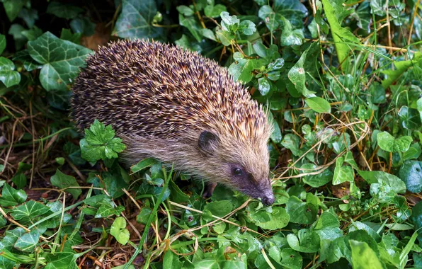 Hedgehog, hedgehog