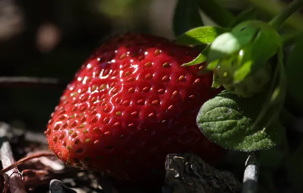 Wallpaper fruit, Victoria, macro, the dark background, light, garden, berries, strawberry