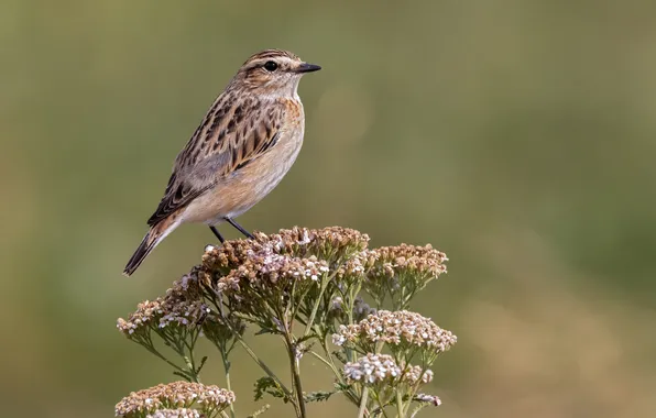 Closeup, whinchat, stiaccino