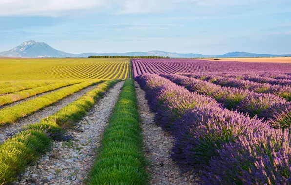 Field, the sky, flowers, mountains, the ranks, lavender, paths, plantation