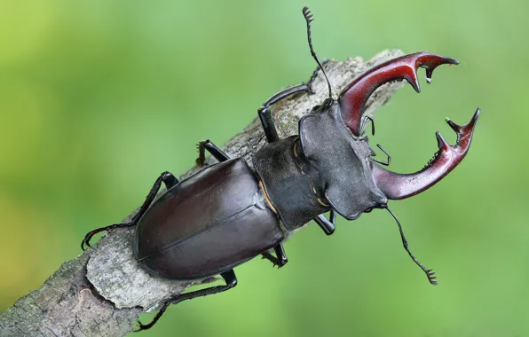 Macro, beetle, insect
