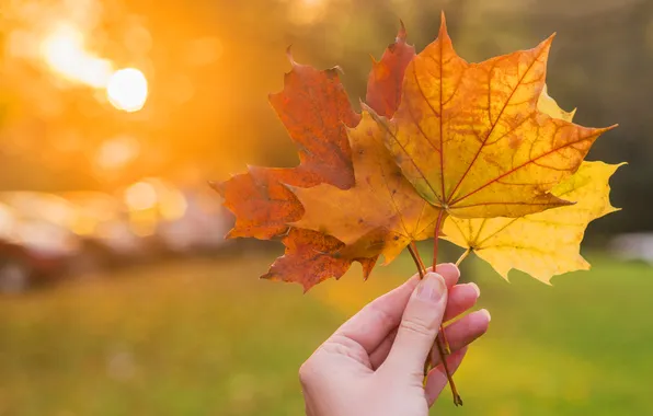 Autumn, leaves, the sun, light, nature, hand, yellow, red
