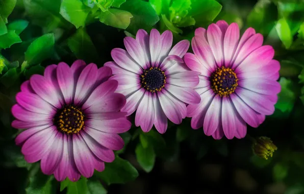 Picture macro, trio, Osteospermum