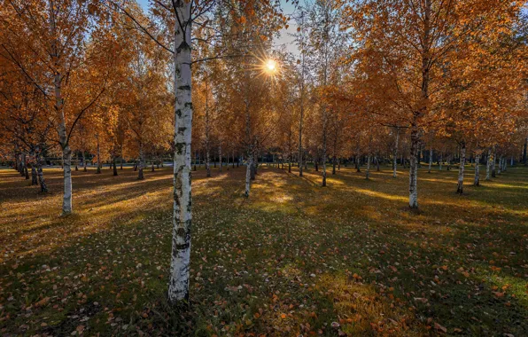 Autumn, Park, birch