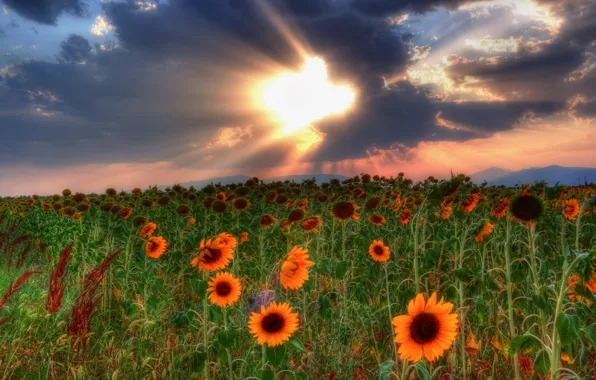 The sky, clouds, sunflowers, sunset, Field