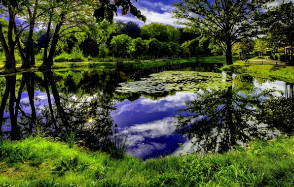 The sky, grass, clouds, trees, pond, Nature