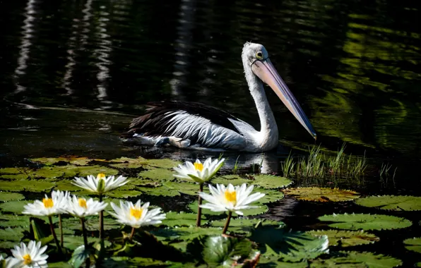 Flowers, lake, pond, the dark background, bird, water lilies, pond, Pelican