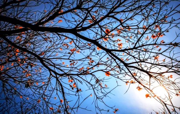 Picture rendering, branch, blue background, the last leaves, cloudless sky, the evening sun, lace autumn, autumn …