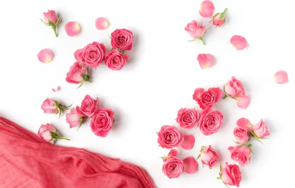 Roses, buds, pink, flowers, romantic, roses, valentine`s day