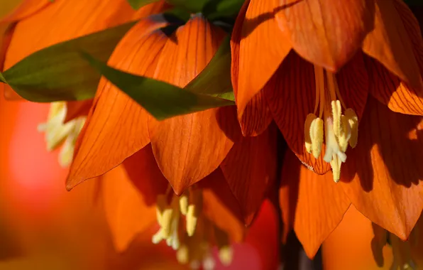 Macro, petals, The Imperial fritillary