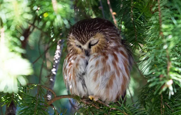 Picture nature, tree, owl