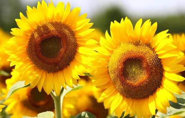 Summer, light, sunflowers, flowers, nature, bright, sunflower, yellow