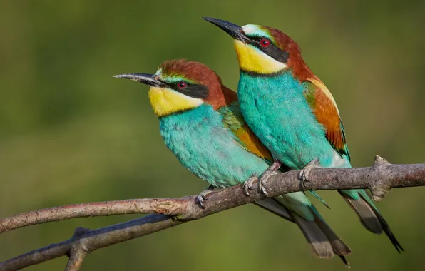 Branches, bird, a couple, European bee-eater