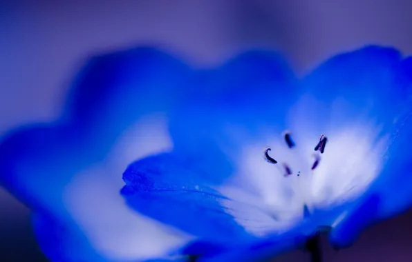 Flower, macro, blue, blue