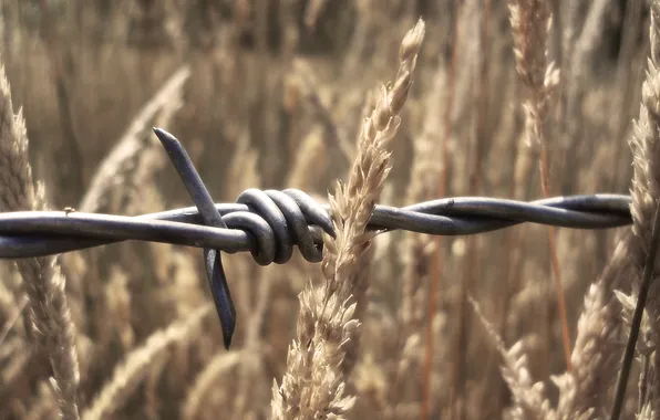 Picture macro, barbed wire, thorn