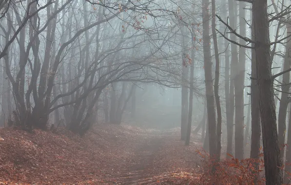 Road, autumn, forest, trees, fog, foliage