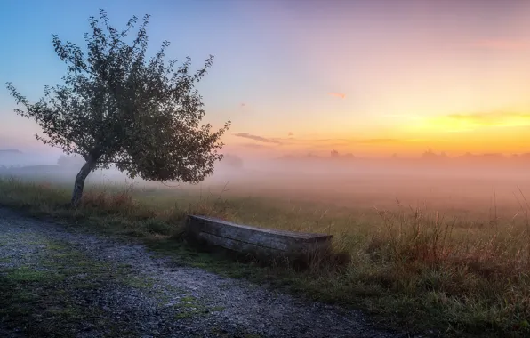 Picture road, sunset, fog