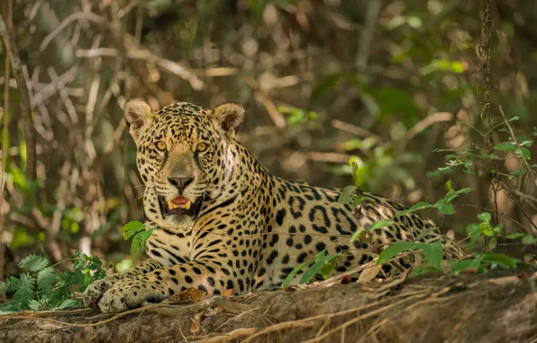 Picture look, predator, Jaguar, wild cat, bokeh