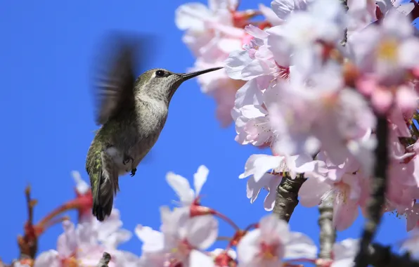 Picture the sky, tree, bird, spring, beak, Hummingbird, flowering