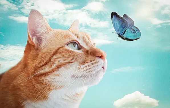 Picture cat, butterfly, red