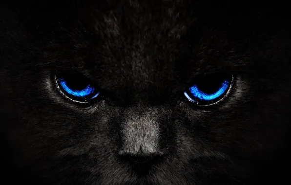 Cat, eyes, cat, look, black