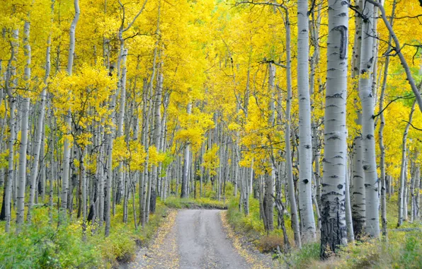 Picture road, autumn, forest, nature, birch