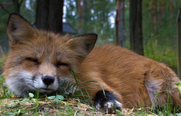 Look, animal, Fox, fur, red