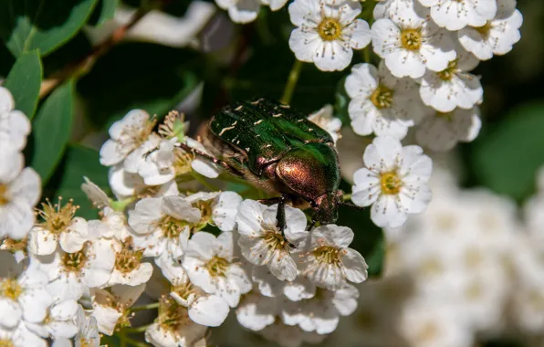 Macro, flowers, green, Bush, beetle, spring, white, flowering