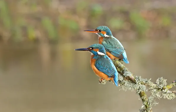 Picture birds, branch, pair, Kingfisher