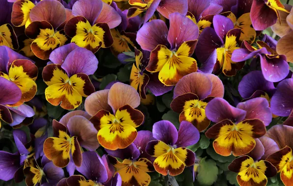 Flowers, bright, spring, Pansy, flowerbed, colorful, a lot, viola