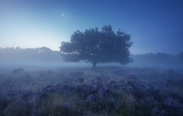 Field, Tree, Fog