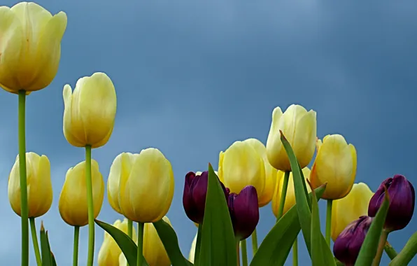 Picture leaves, yellow, tulips, buds, closeup, fioletovye