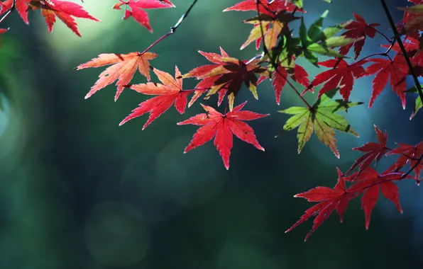 Autumn, leaves, macro, color, branch, maple