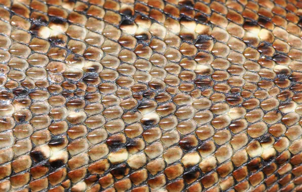 Macro, leather, lizard