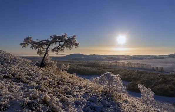 Picture winter, frost, forest, the sky, the sun, light, snow, trees