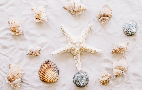 Sand, beach, star, shell, summer, beach, sand, marine