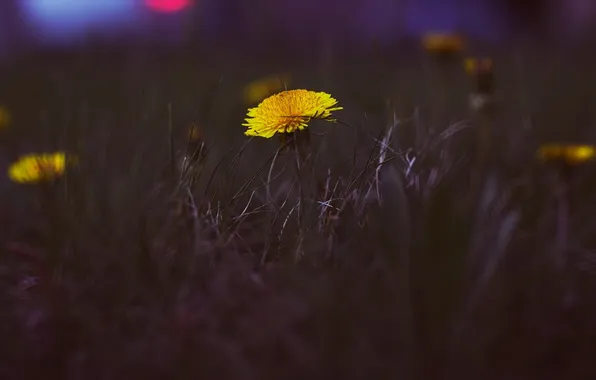 Greens, grass, sunset, orange, the city, dandelion, street, color