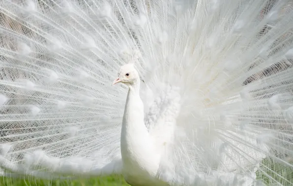 Bird, feathers, tail, peacock, white peacock