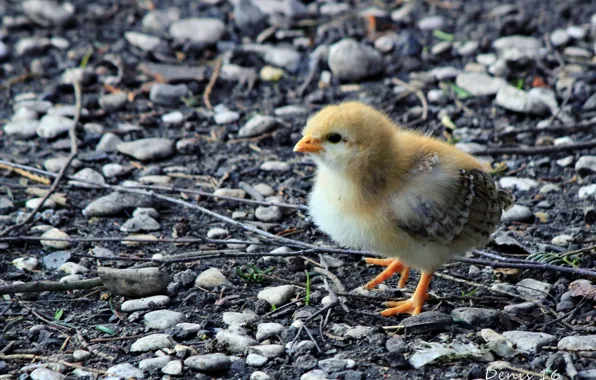 Chicken, chick, pebbles